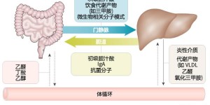 肠道健康影响肝脏？LAIFE「乐轻肝」从肠道开始重启肝脏活力！